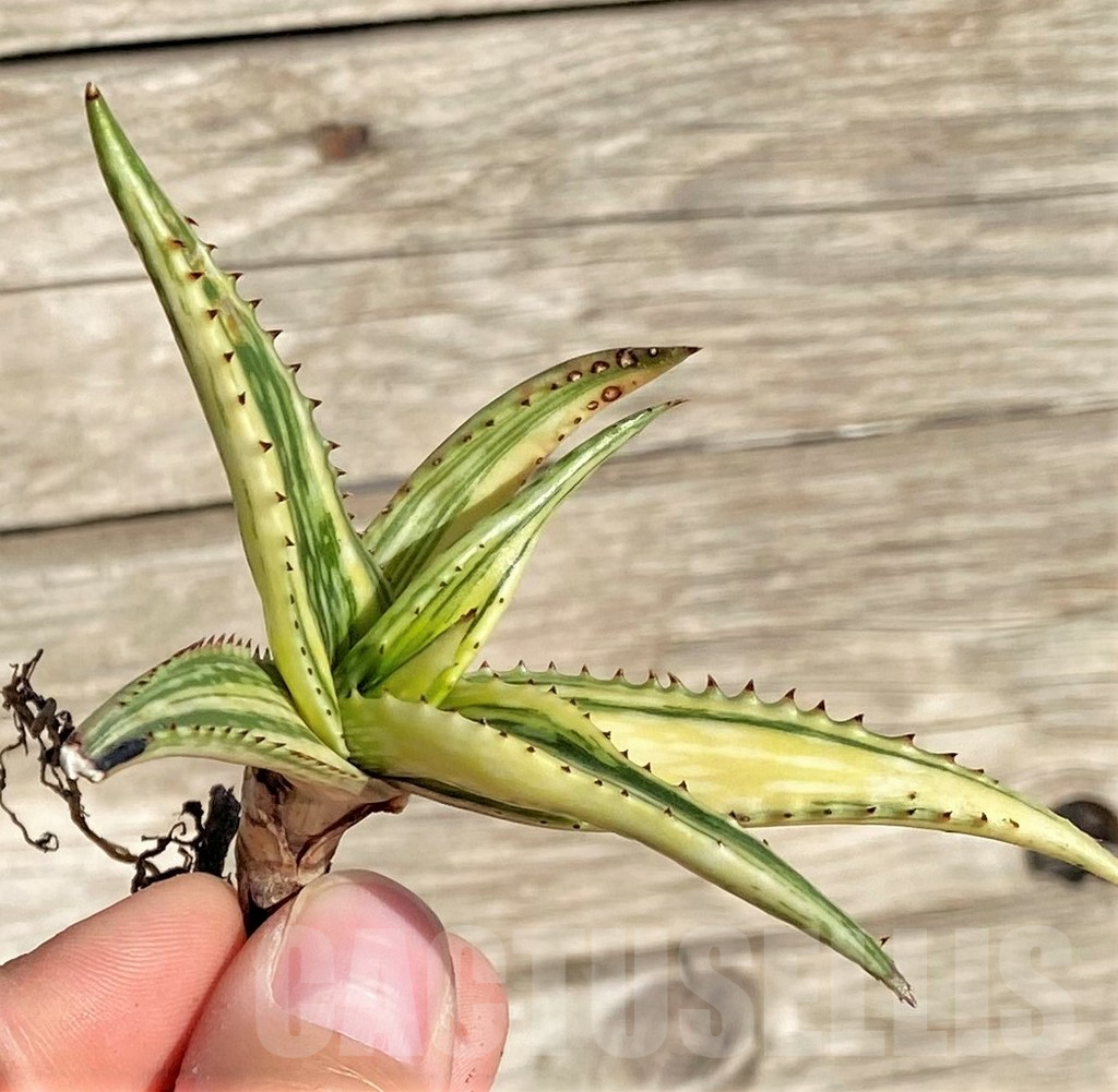 SHPR35298 Aloe somaliensis f. variegata – Image 2