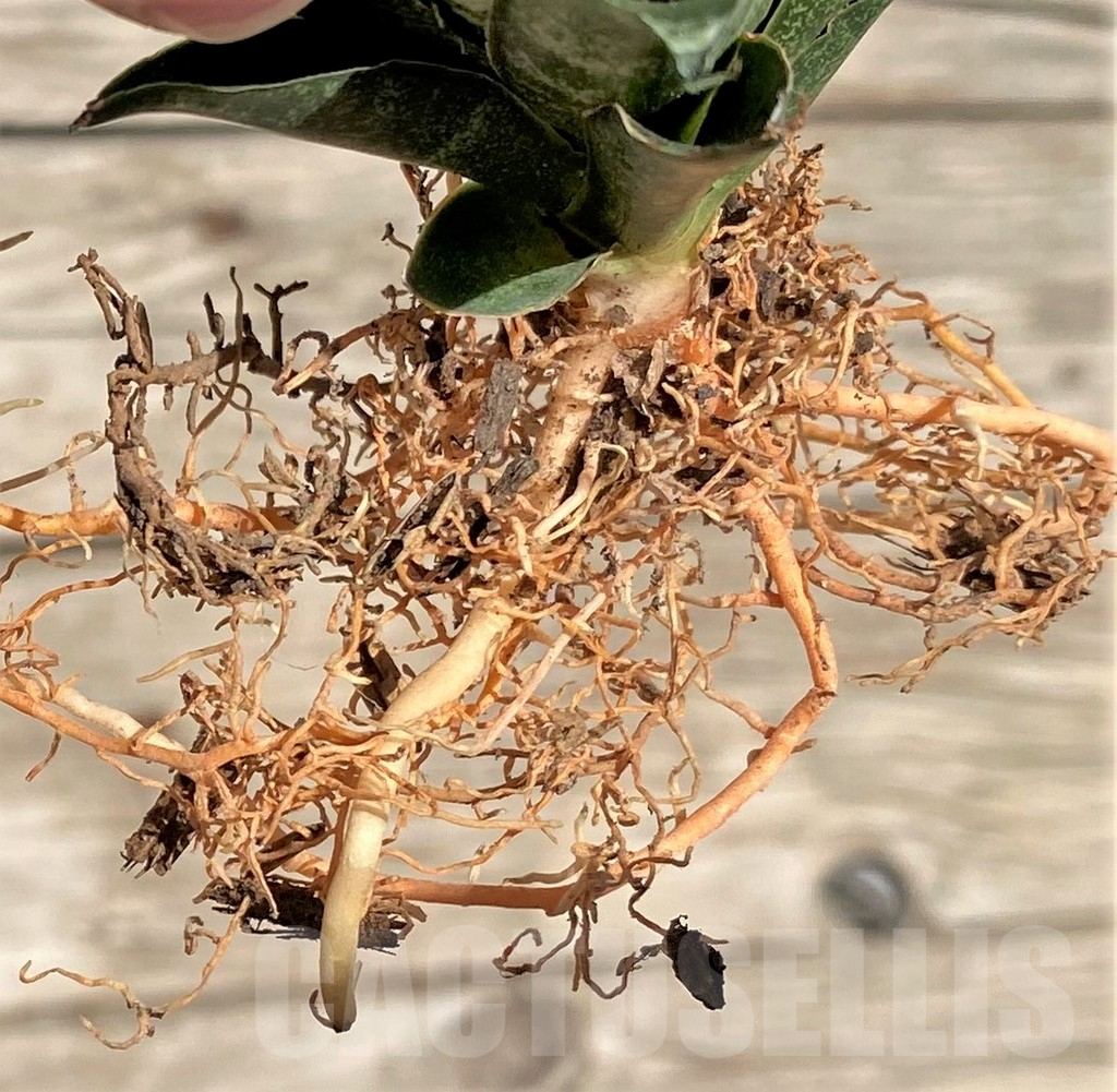 SHPR35309 Sansevieria 'Black Castle' - Image 3
