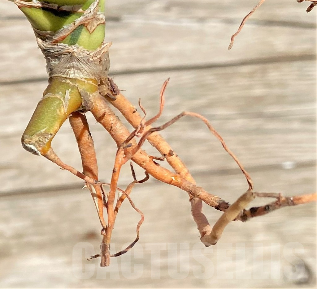 SHPR35299 Sansevieria Lav 23251 - Image 3