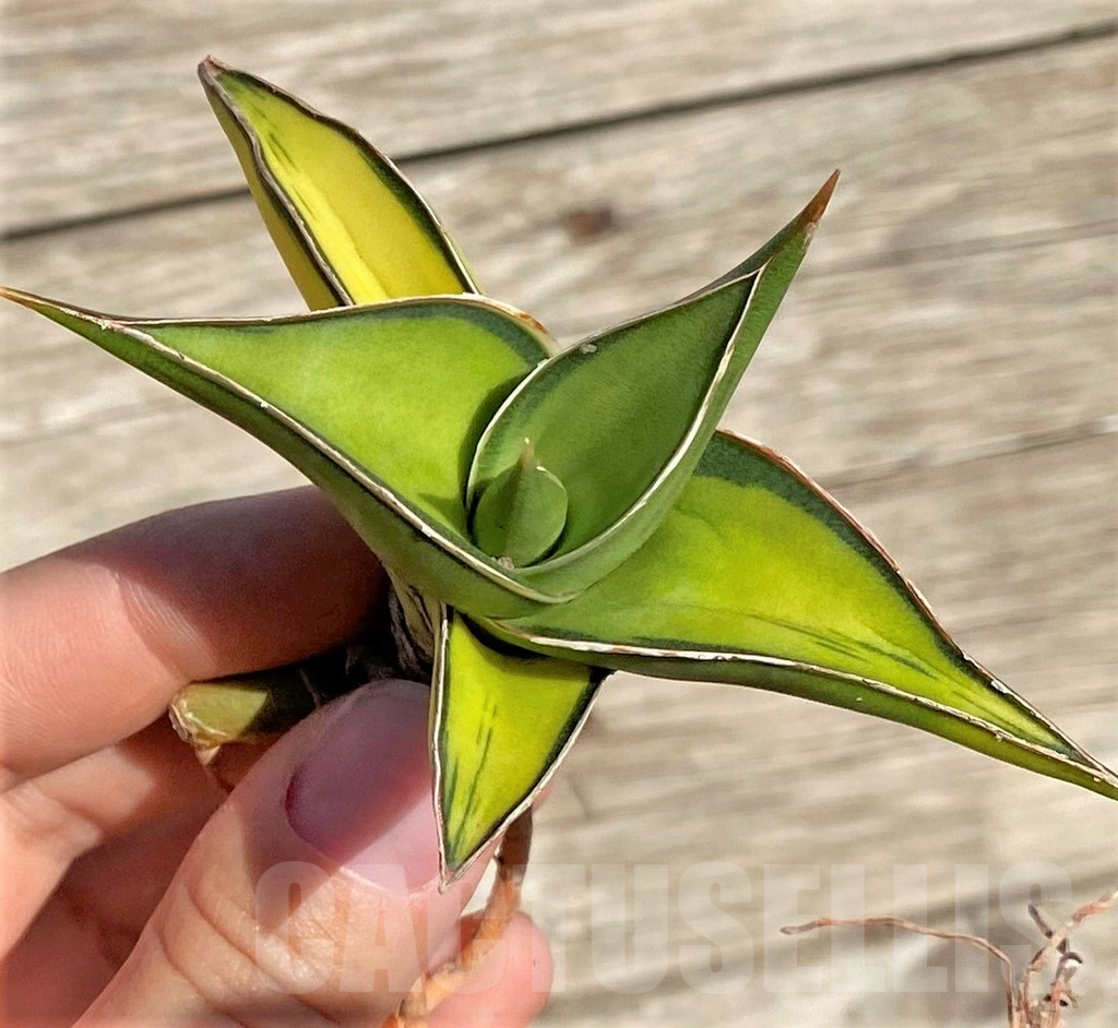 SHPR35299 Sansevieria Lav 23251