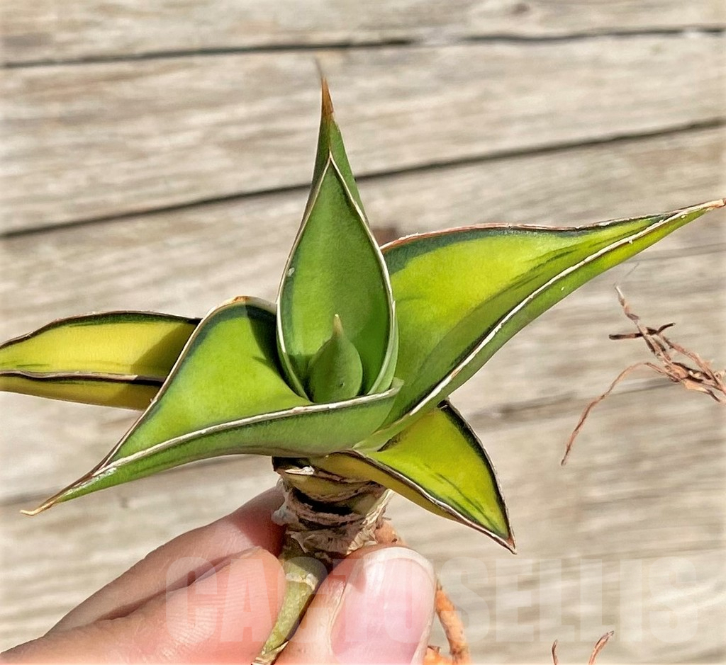 SHPR35299 Sansevieria Lav 23251 - Image 2