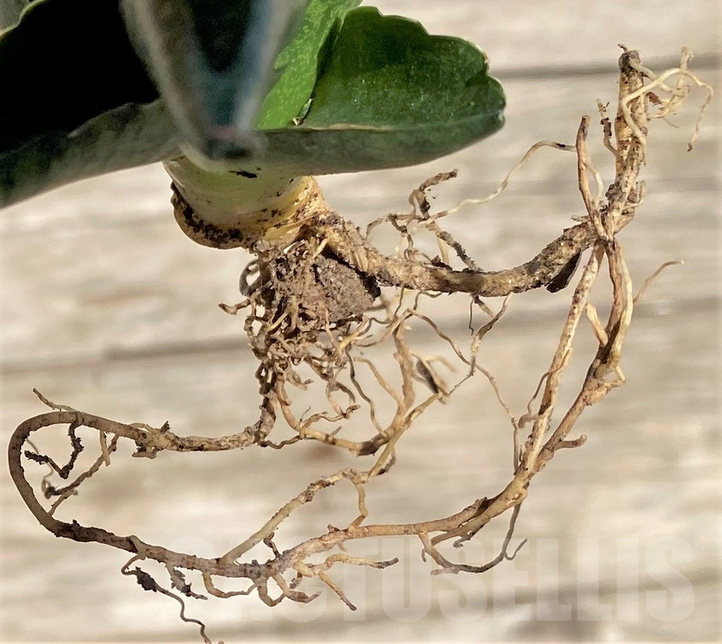 SHPR35300 Sansevieria 'Lady Jasmine' - Image 2