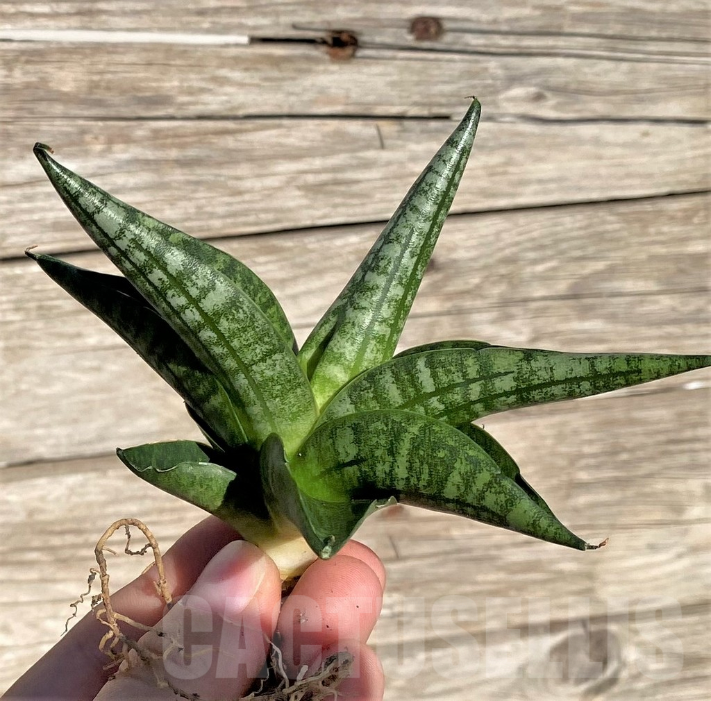 SHPR35300 Sansevieria 'Lady Jasmine' - Image 4