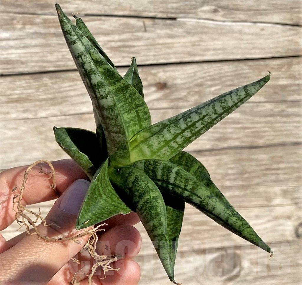 SHPR35300 Sansevieria 'Lady Jasmine' - Image 3