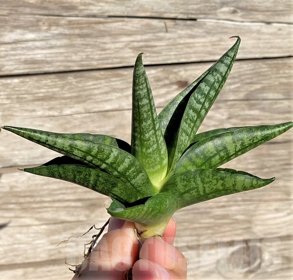 SHPR35300 Sansevieria 'Lady Jasmine'