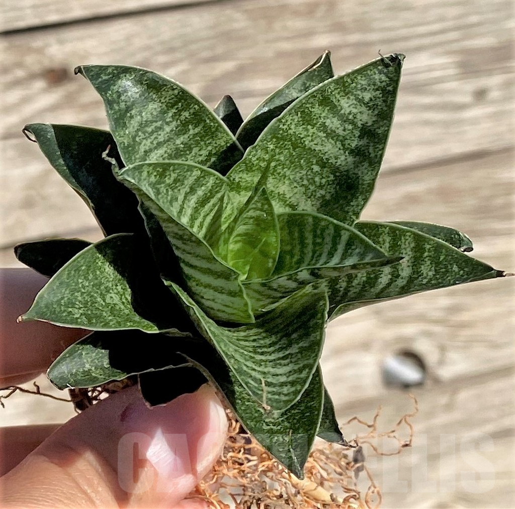 SHPR35309 Sansevieria 'Black Castle'