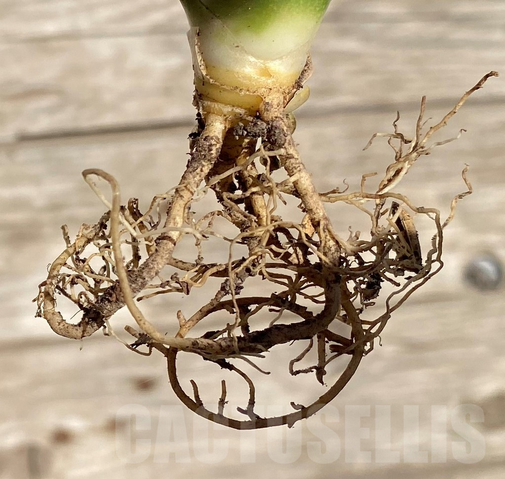 SHPR35301 Sansevieria 'Lady Jasmine' - Image 4