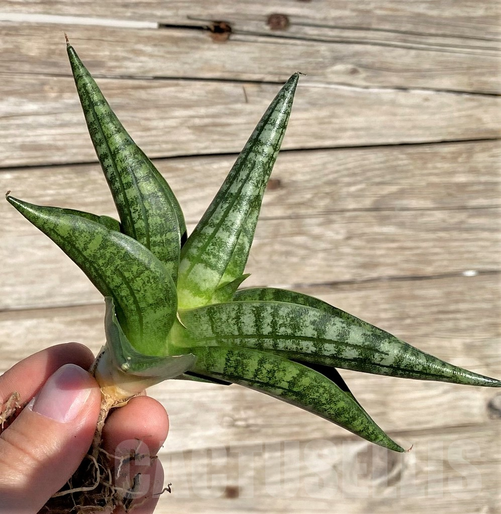 SHPR35301 Sansevieria 'Lady Jasmine'