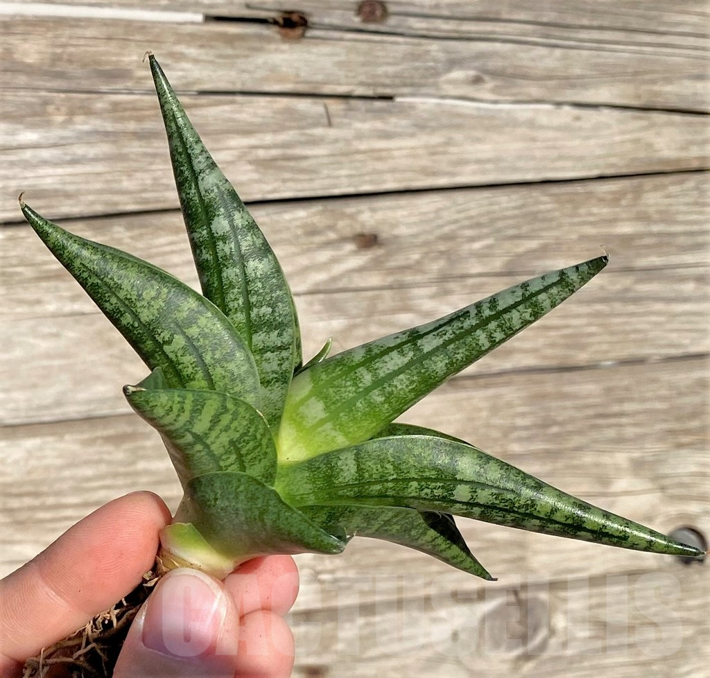 SHPR35301 Sansevieria 'Lady Jasmine' - Image 3