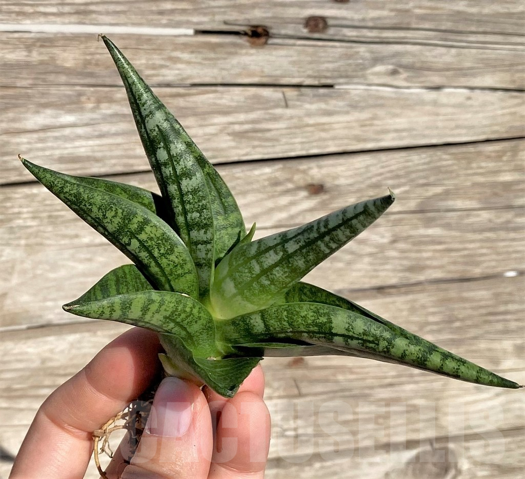 SHPR35301 Sansevieria 'Lady Jasmine' - Image 2
