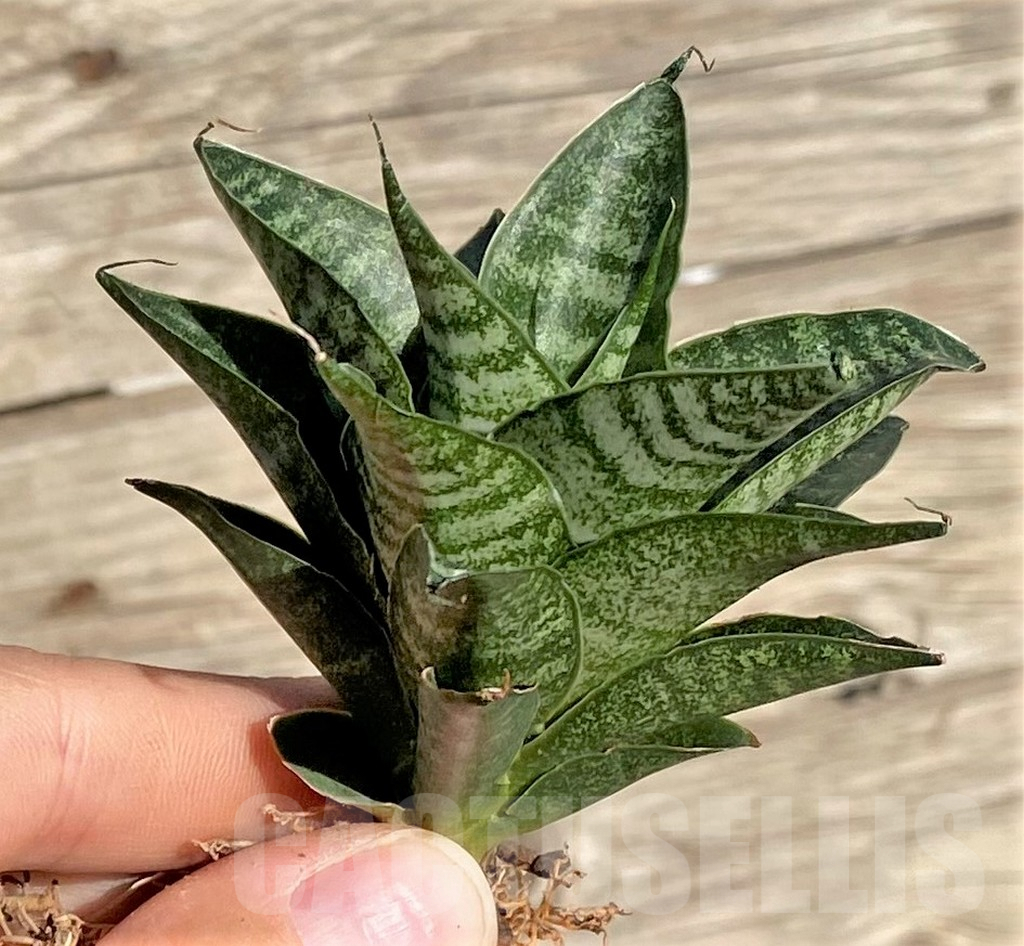 SHPR35309 Sansevieria 'Black Castle' - Image 2