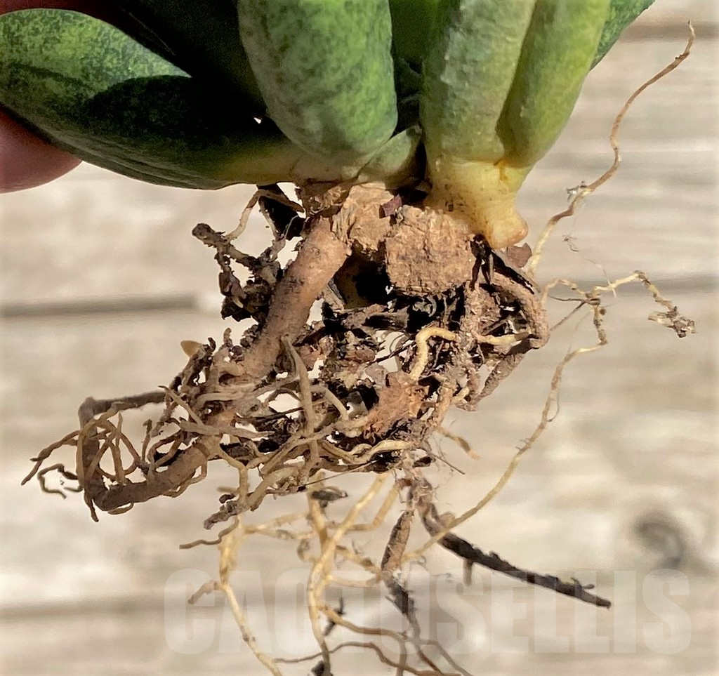 SHPR35305 Sansevieria 'Hedgehog' - Imagen 3