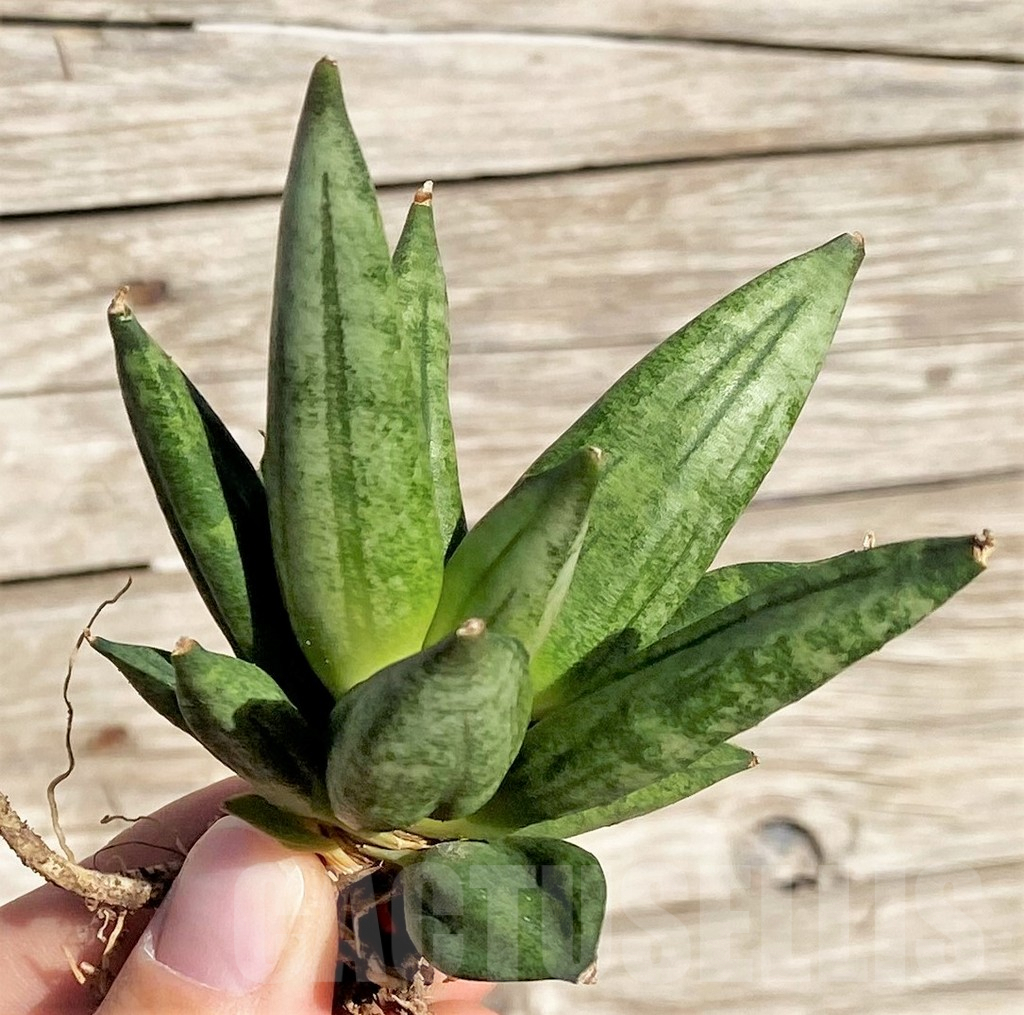 SHPR35305 Sansevieria 'Hedgehog'