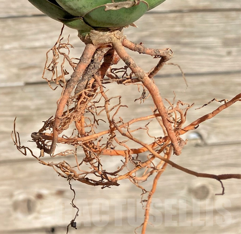 SHPR35310 Sansevieria ‘Rockman’ - Image 3