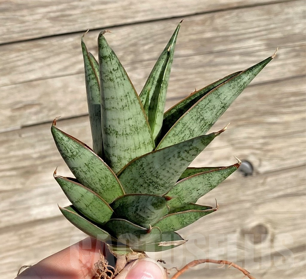 SHPR35310 Sansevieria ‘Rockman’ - Image 2