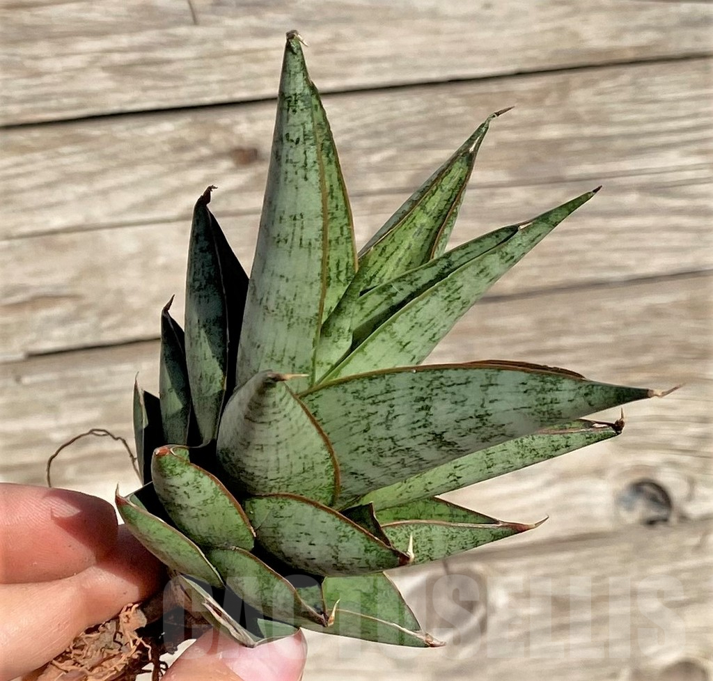SHPR35310 Sansevieria ‘Rockman’