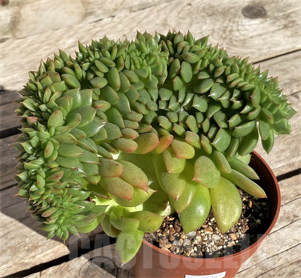 SHPR34969 Echeveria agavoides f. cristata - Imagen 2