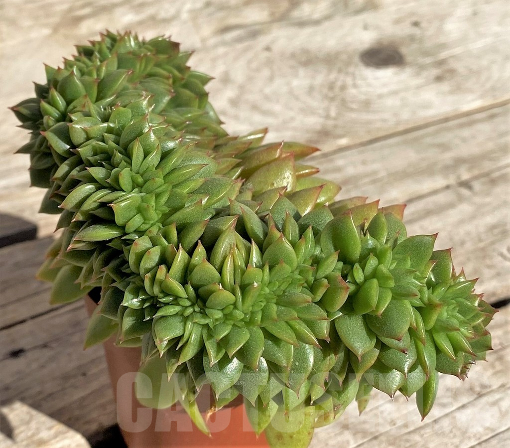 SHPR34969 Echeveria agavoides f. cristata