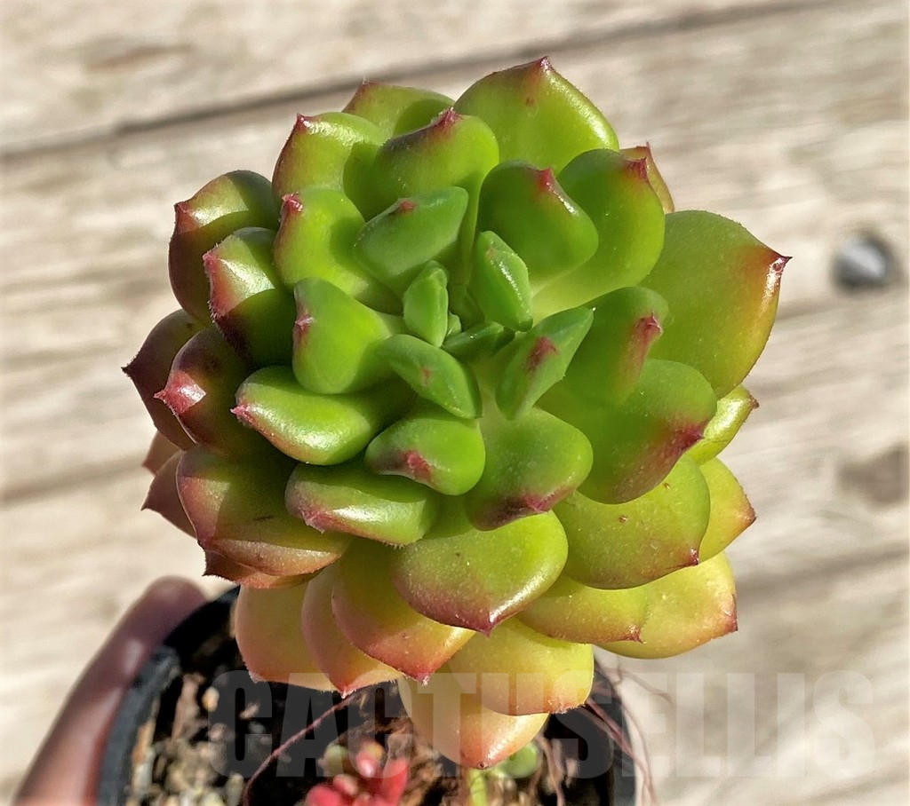SHPR34943 Echeveria ‘Red lantern’