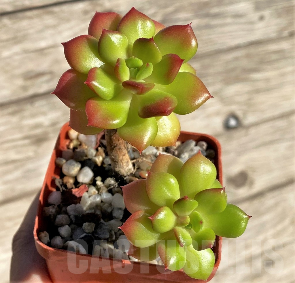 SHPR34942 Sedeveria 'Letizia' - Image 2