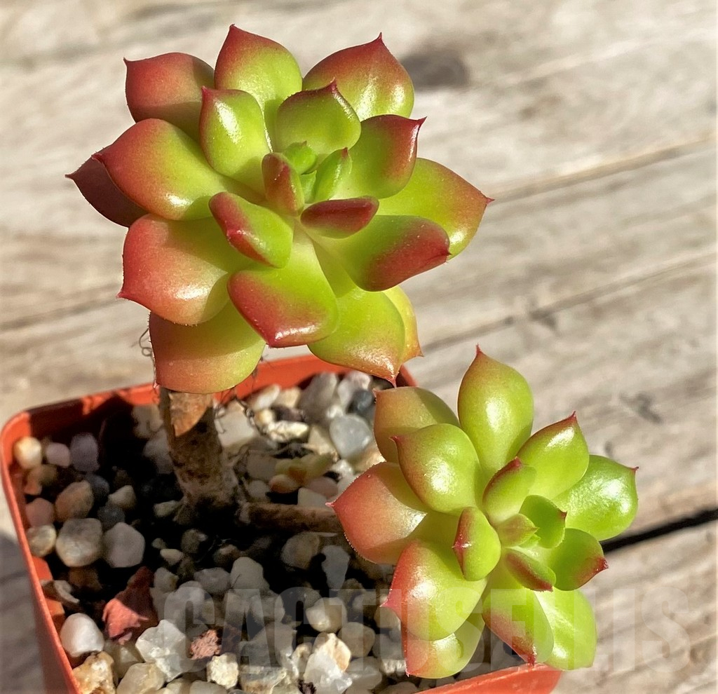 SHPR34942 Sedeveria 'Letizia'