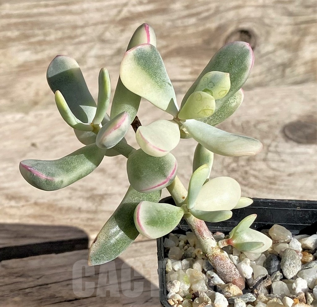 SHPR34944 Cotyledon orbiculata f. variegata, long leaf - Obrázek 2