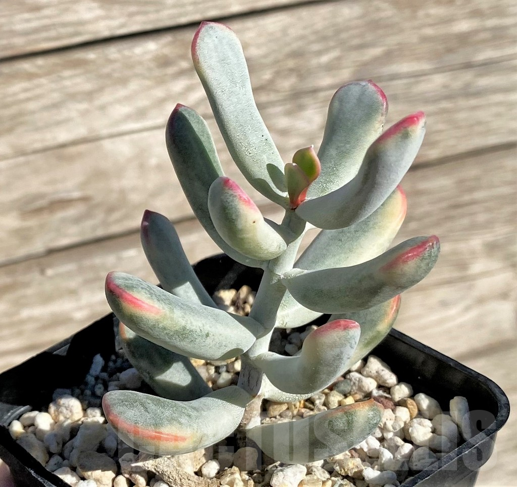 SHPR34945 Cotyledon orbiculata f. variegata, long leaf - Obrázek 2