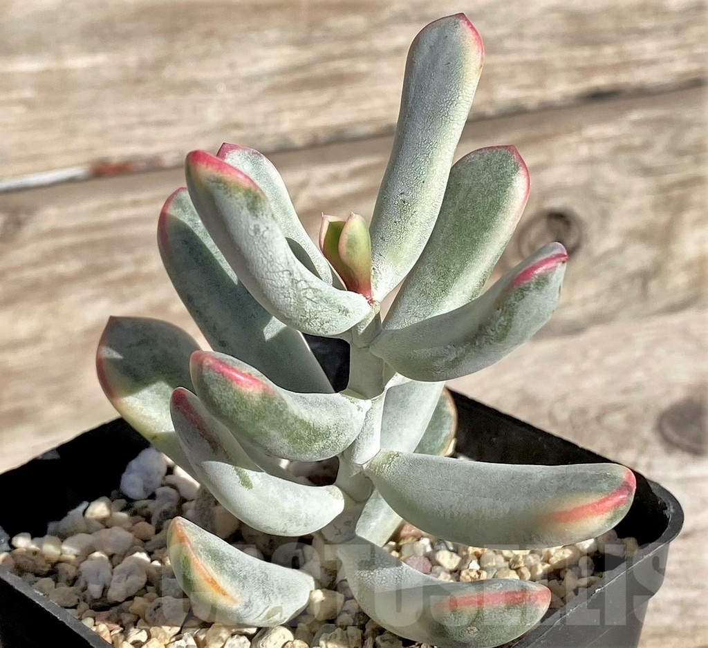 SHPR34945 Cotyledon orbiculata f. variegata, long leaf