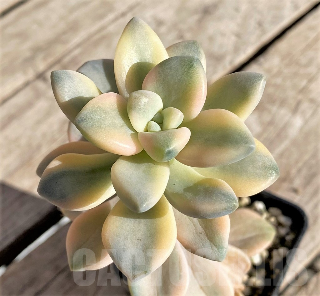 SHPR34946 Graptopetalum ‘Apricot’ f. variegata