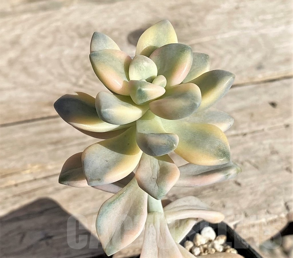 SHPR34946 Graptopetalum ‘Apricot’ f. variegata - Obrázek 2