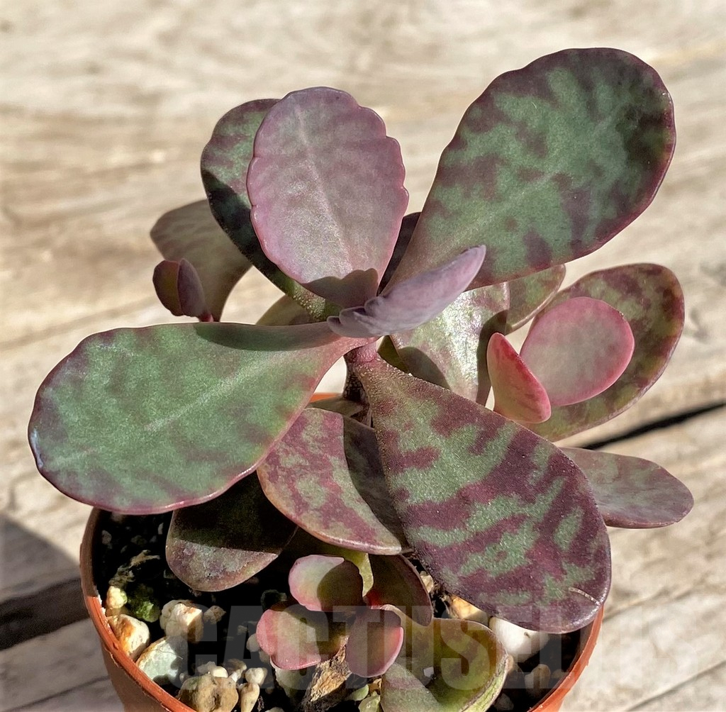 SL34948 Kalanchoe humilis – Bild 2