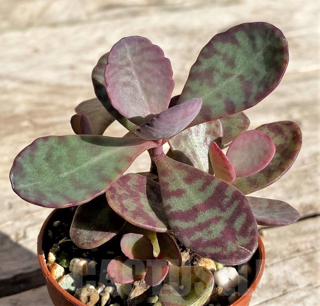 SL34948 Kalanchoe humilis