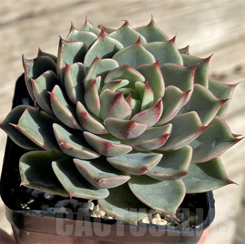 SHPR34950 Echeveria hybrid - Obrázek 2