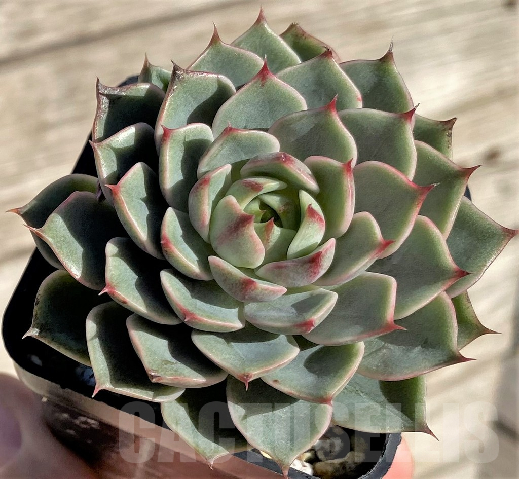 SHPR34950 Echeveria hybrid