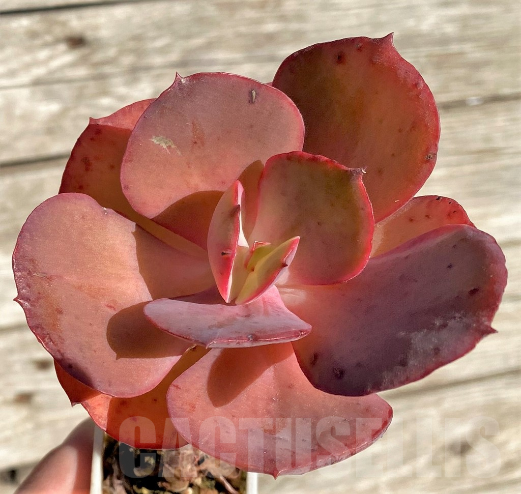 SHPR34951 Echeveria ‘Suyon’ - Obrázek 2