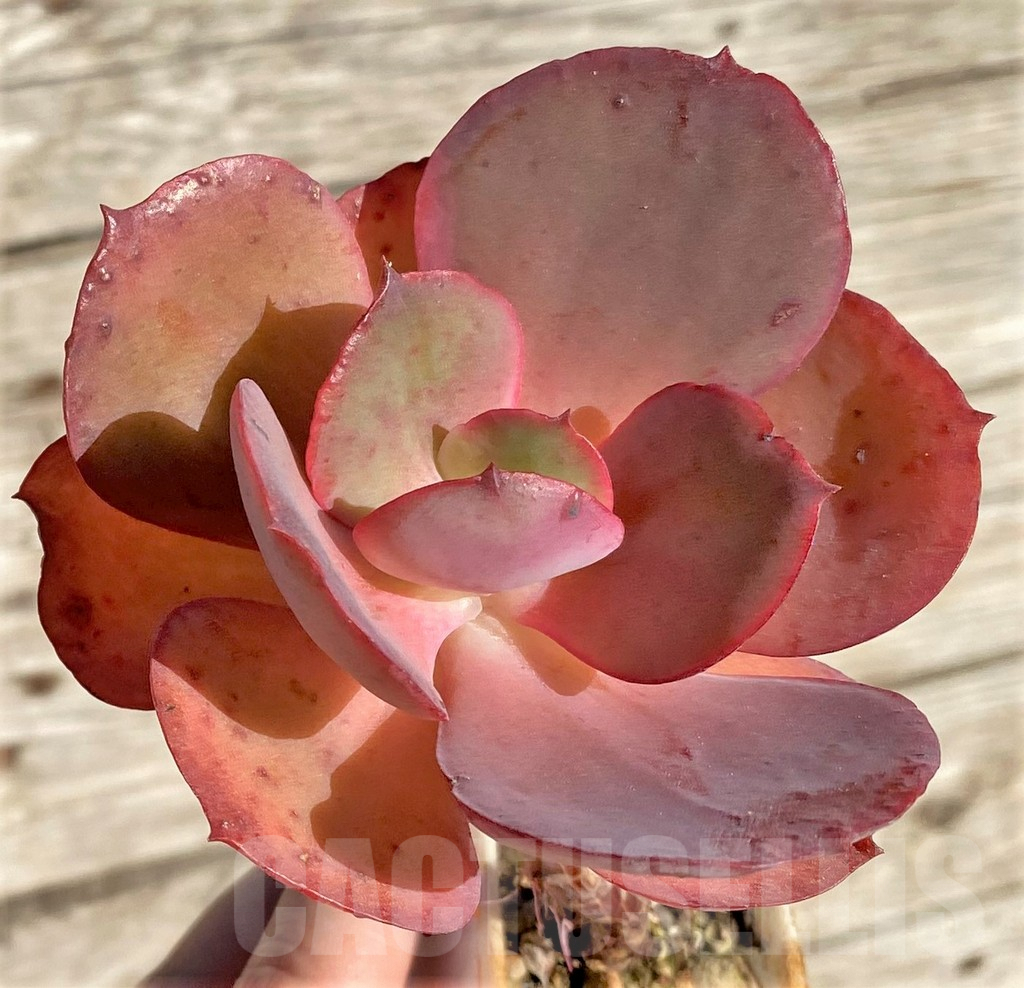 SHPR34951 Echeveria ‘Suyon’