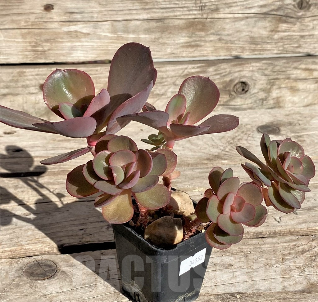 SHPR34952 Echeveria ‘Suyon’ - Obrázek 2