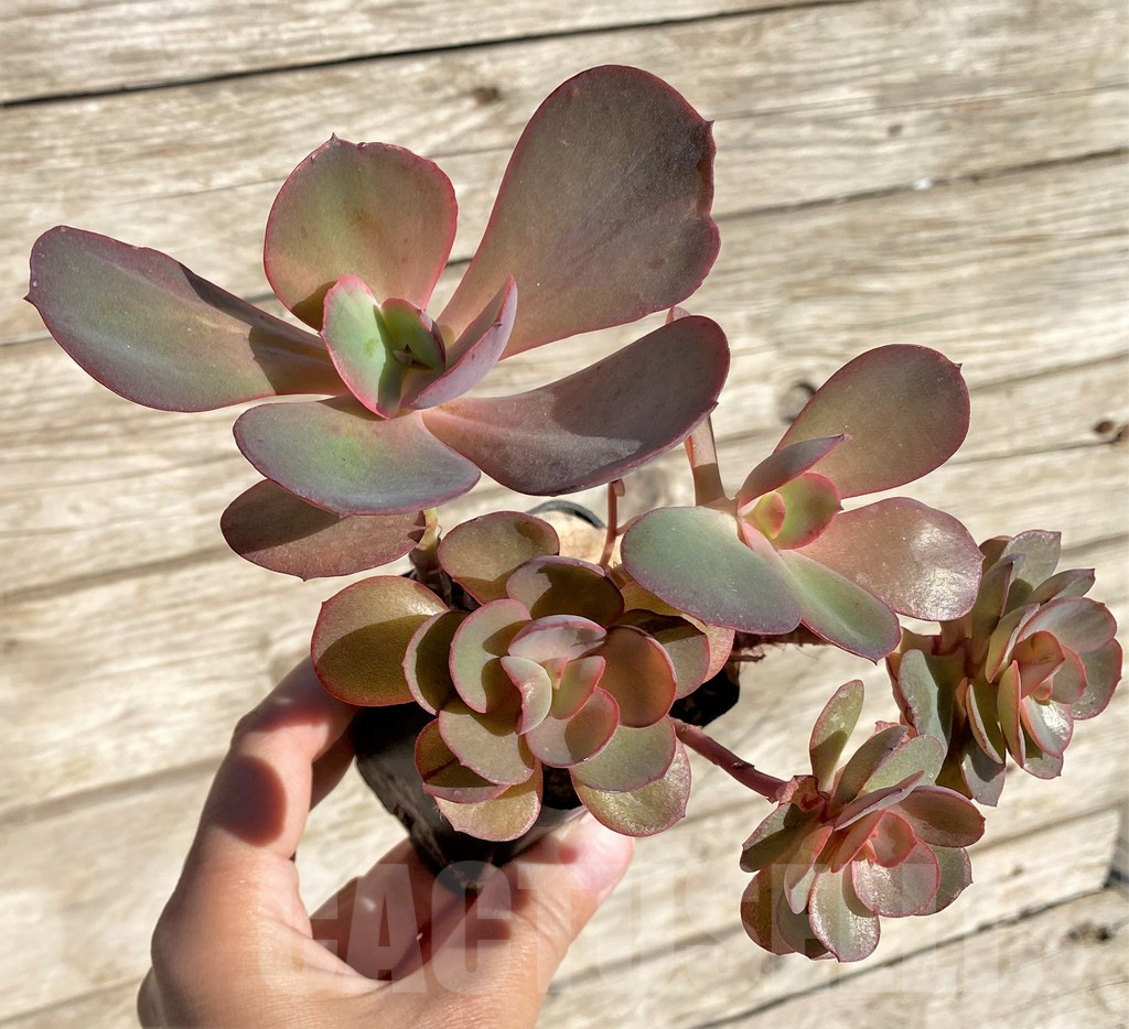 SHPR34952 Echeveria ‘Suyon’