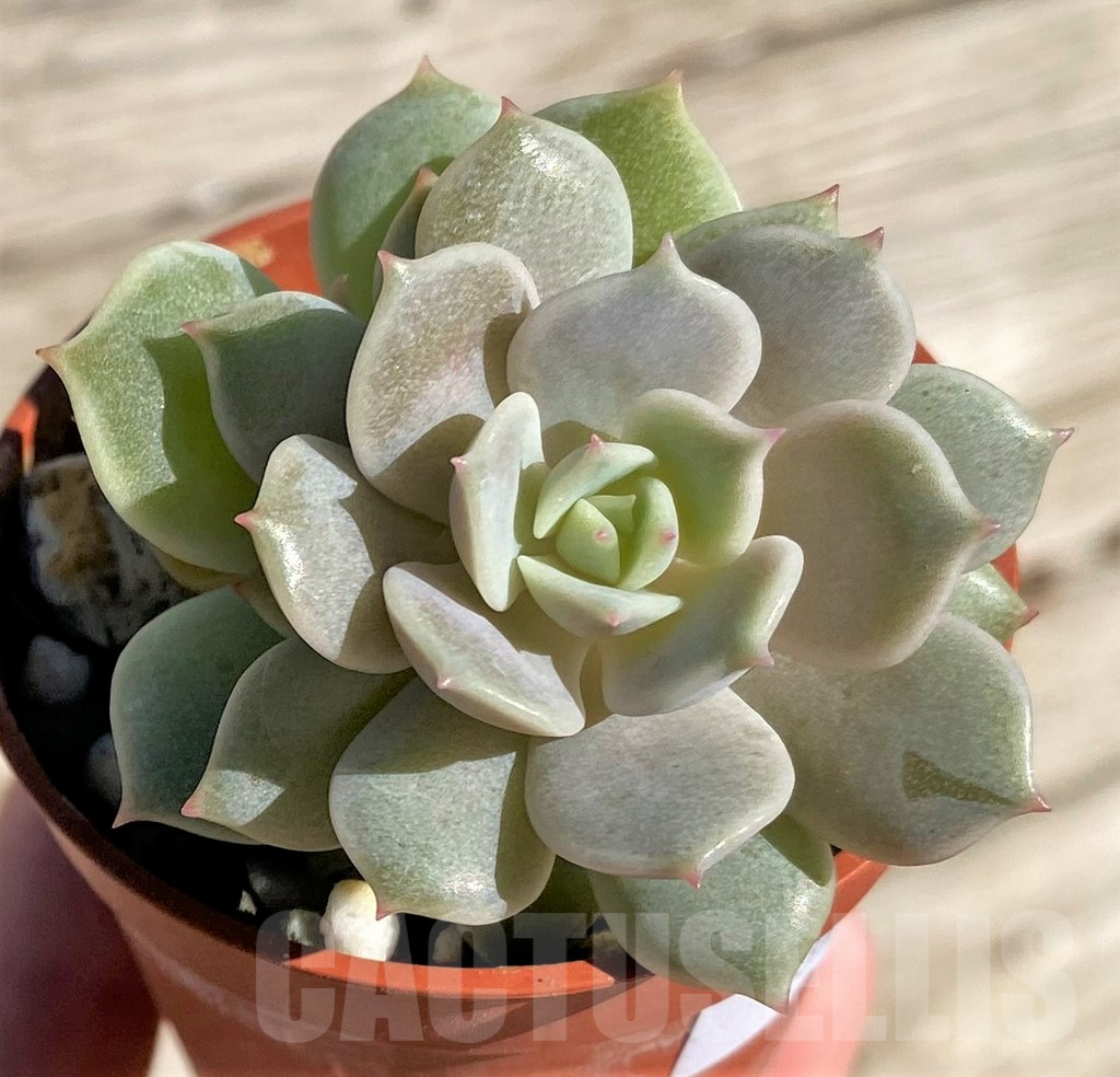 SHPR34954 Echeveria 'Lola' - Imagen 2