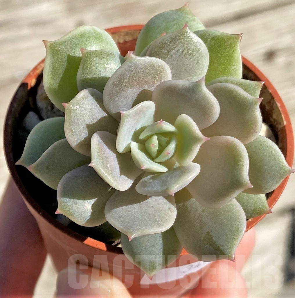 SHPR34954 Echeveria 'Lola'