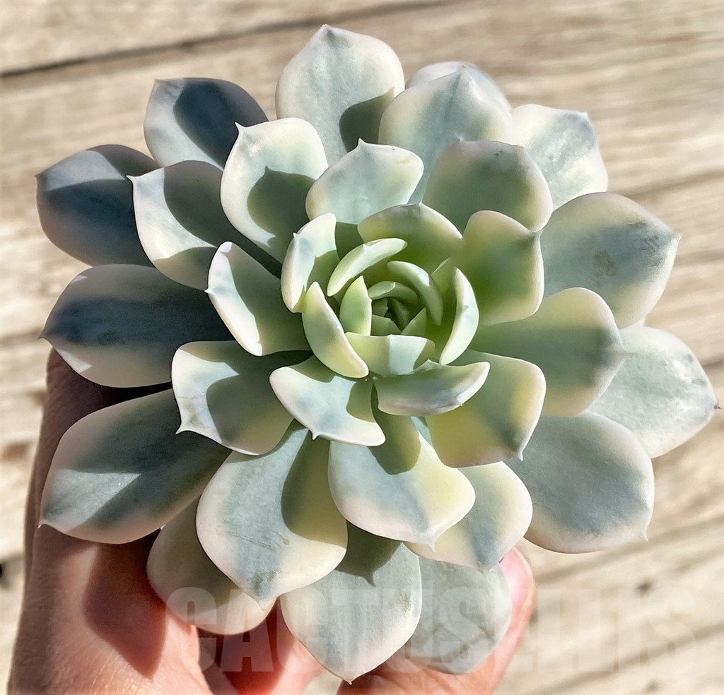 SHPR34959 Echeveria 'Runyonii' f. variegata