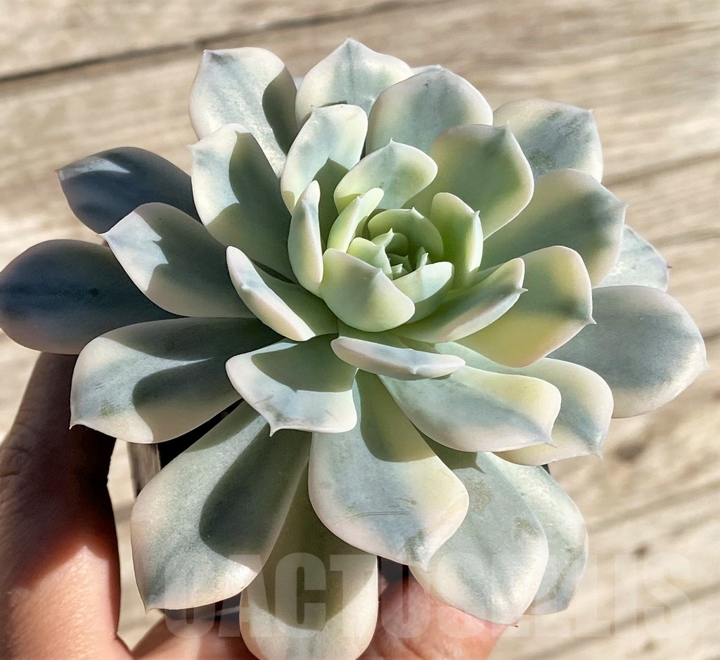 SHPR34959 Echeveria 'Runyonii' f. variegata - Image 2
