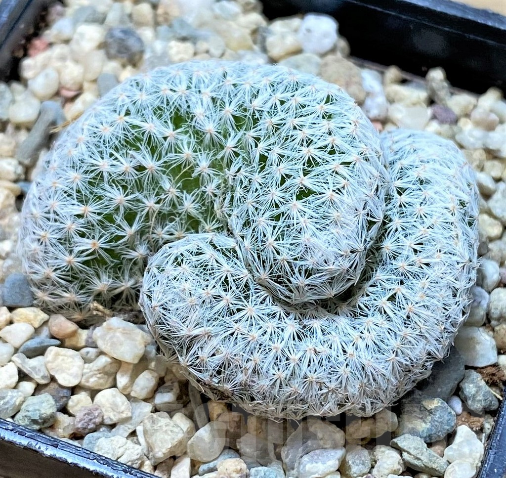SHPR35451 Mammillaria humboldtii f. cristata