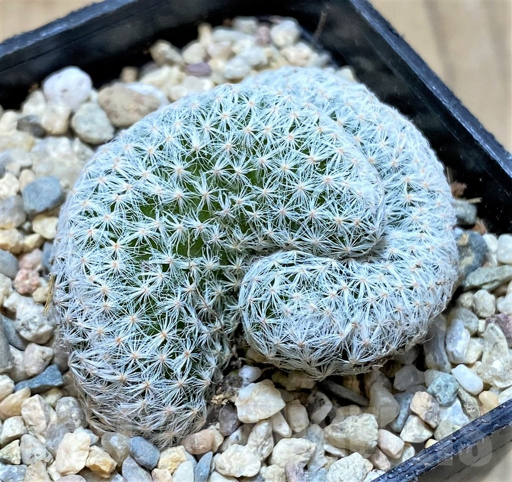 SHPR35451 Mammillaria humboldtii f. cristata - immagine 2