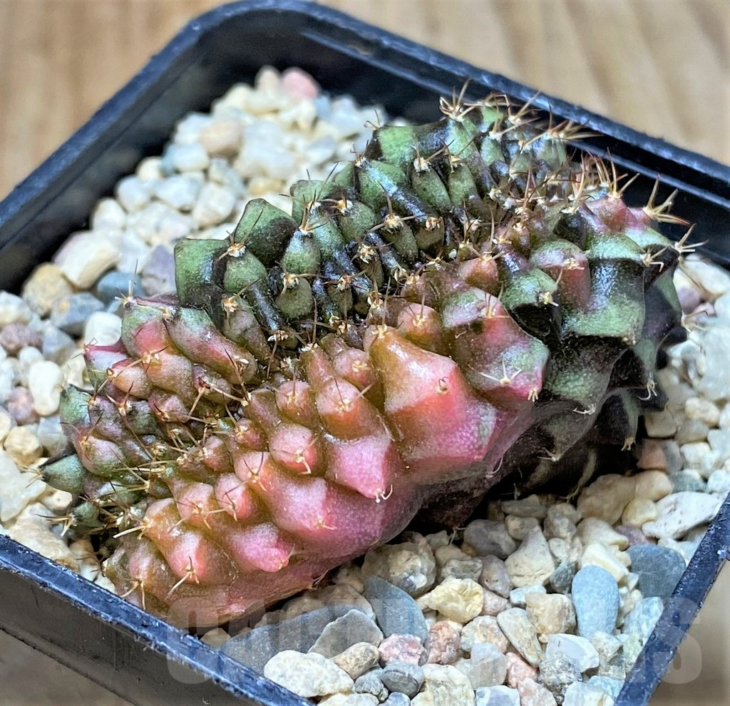 SHPR35456 Gymnocalycium mihanovichii variegata f. cristata