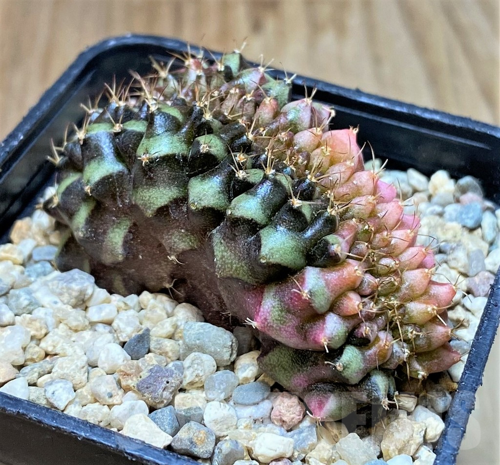 SHPR35456 Gymnocalycium mihanovichii variegata f. cristata - Obrázek 2