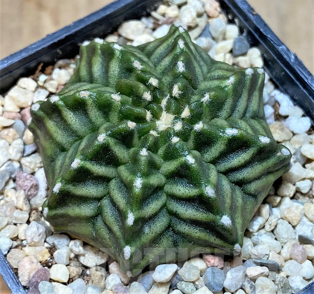 SHPR35457 Gymnocalycium mihanovichii 'Kanomchan'