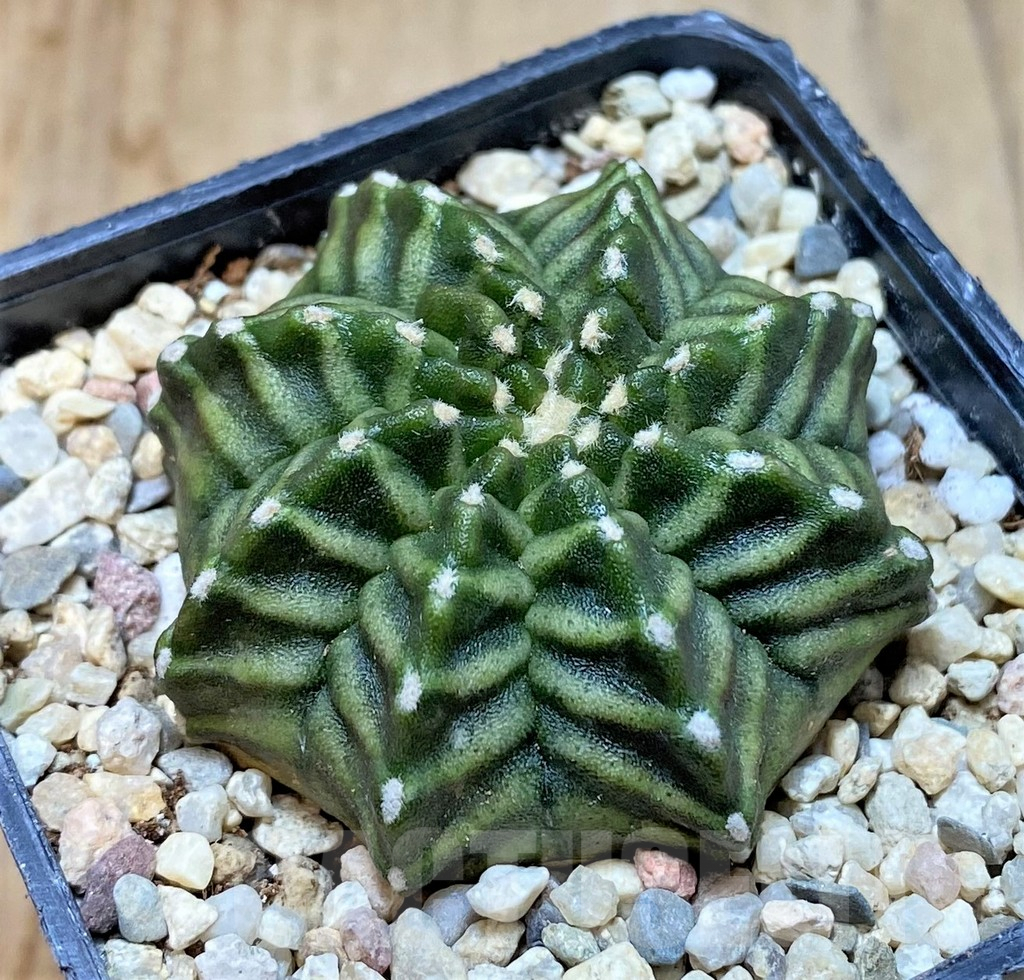 SHPR35457 Gymnocalycium mihanovichii 'Kanomchan' – Image 2