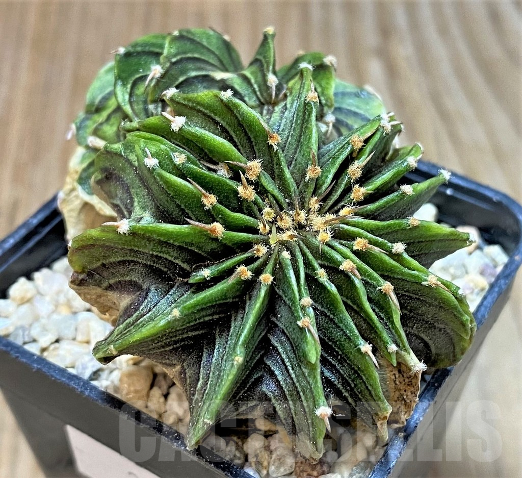 SHPR35460 Gymnocalycium friedrichii LB f. cristata, seedling - immagine 2