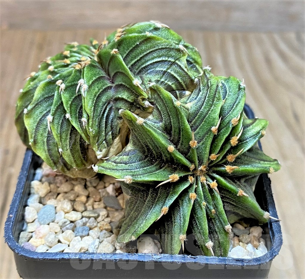 SHPR35460 Gymnocalycium friedrichii LB f. cristata, seedling - immagine 3